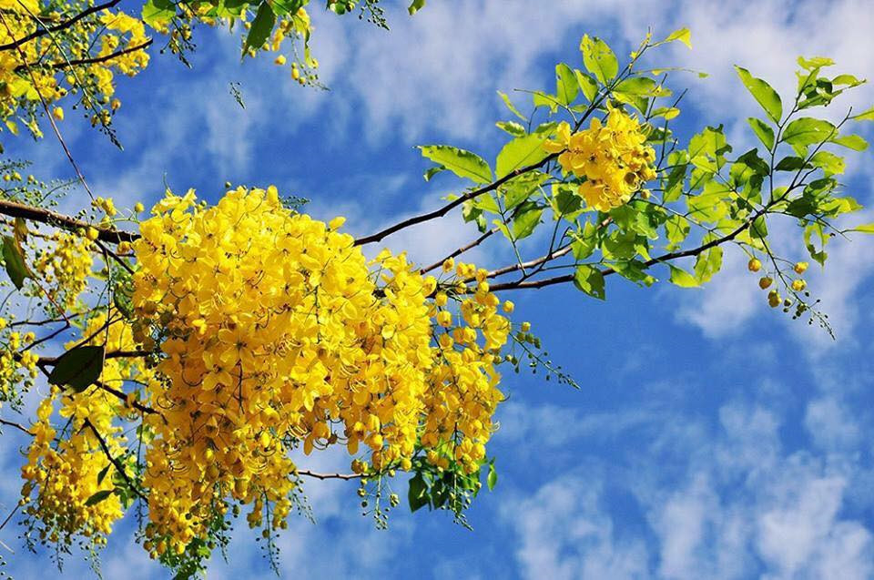 Hình ảnh rừng hoa muồng vàng sẽ làm cho bạn say mê. Với màu vàng rực rỡ và hàng trăm bông hoa đẹp, bạn sẽ không thể rời mắt khỏi hình ảnh này. Hãy thưởng thức nó và cảm nhận sự hoa mỹ của thiên nhiên.