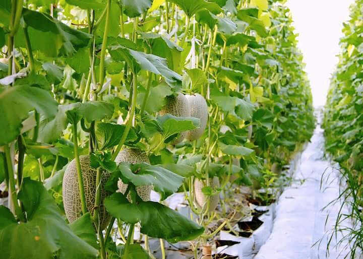 Châu Thành Mô hình xen canh rau màu trong vườn cây ăn trái gia tăng thu  nhập