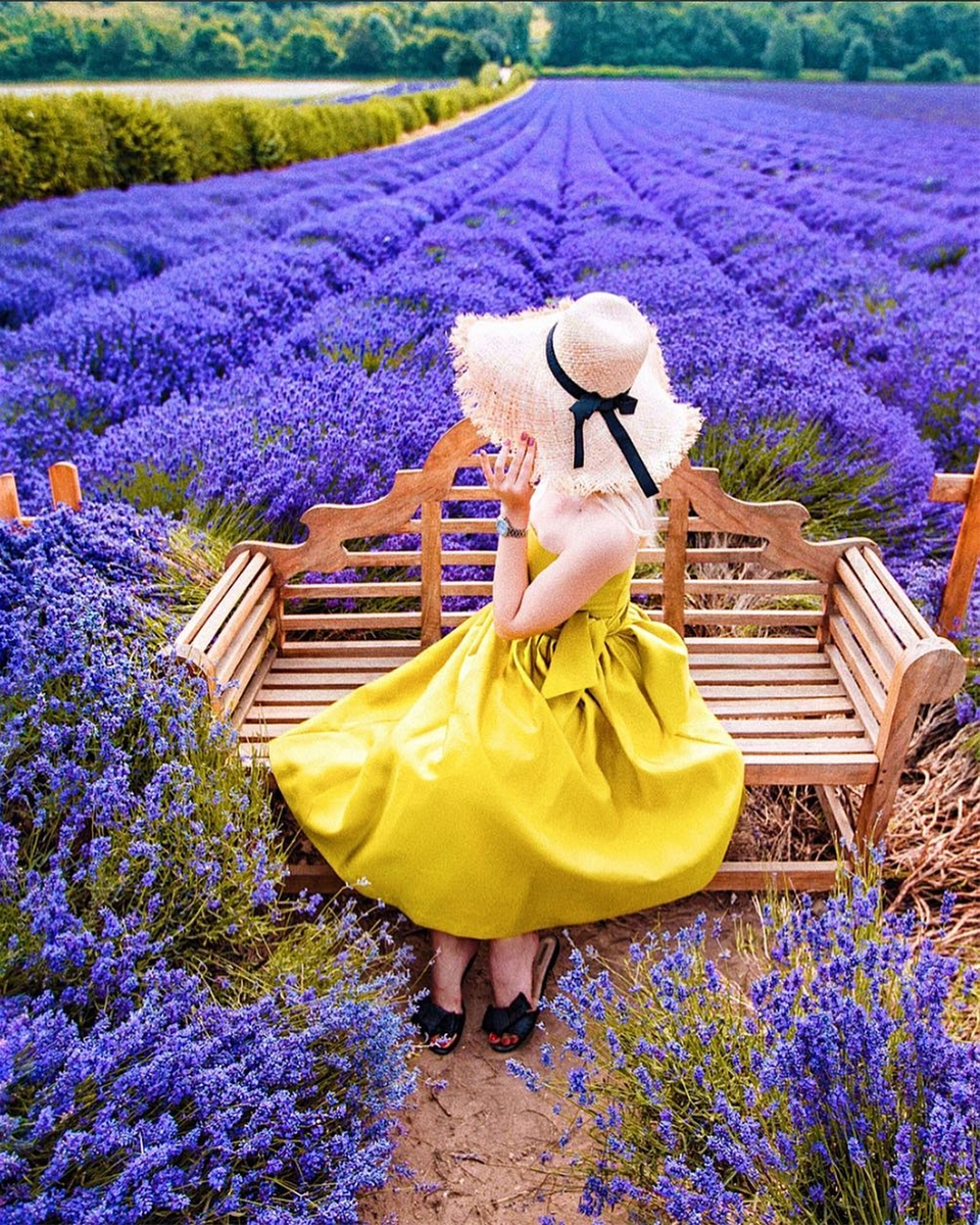 Top 20 hình ảnh Hoa Lavender biểu tượng của sự chung thủy son