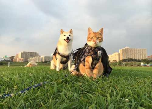 Phát hờn với cặp vợ chồng chó mèo du hí khắp nước Nhật - Nếu bạn yêu thích du lịch và muốn khám phá Nhật Bản, cặp vợ chồng chó mèo trong hình chính là những đồng hành không thể tuyệt vời hơn. Họ đã có những chuyến phiêu lưu tuyệt đỉnh và chắc chắn sẽ khiến bạn phát hờn với những hành trình đầy thú vị cùng đội ngũ thú cưng đáng yêu này.