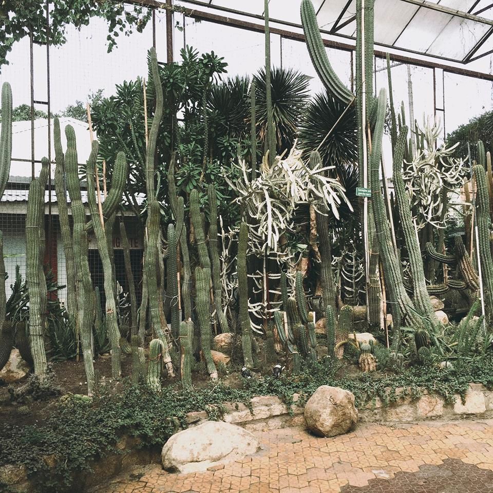 Các loại cây xương rồng trồng trong nhà  Nhà Vườn Ngọc Nam