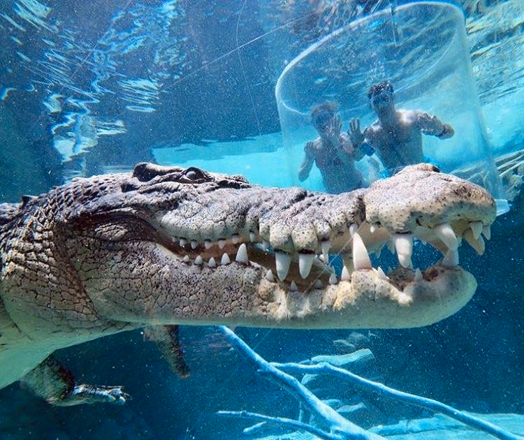 Rụng Tim Với Trò Chơi Cảm Giác Mạnh Bơi Cùng Cá Sấu Trong Lồng Tử Thần |  Bài Viết | Foody.Vn
