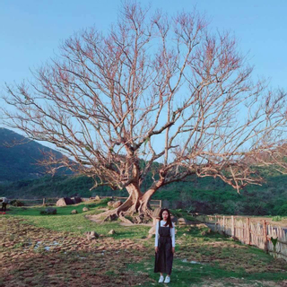 Nông trại nghìn góc "sống ảo" lung linh hơn thảo nguyên ở Phú Yên