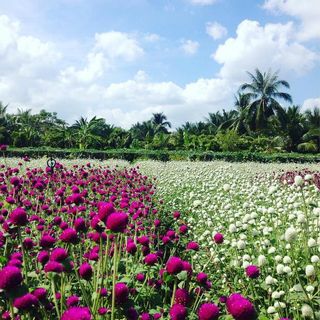(TG) Vườn hoa Mãn Đình Hồng Tiền Giang địa điểm chụp hình “tuyệt đẹp”