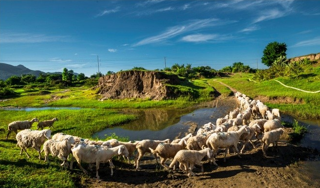 Thảo nguyên cừu Phan Rang