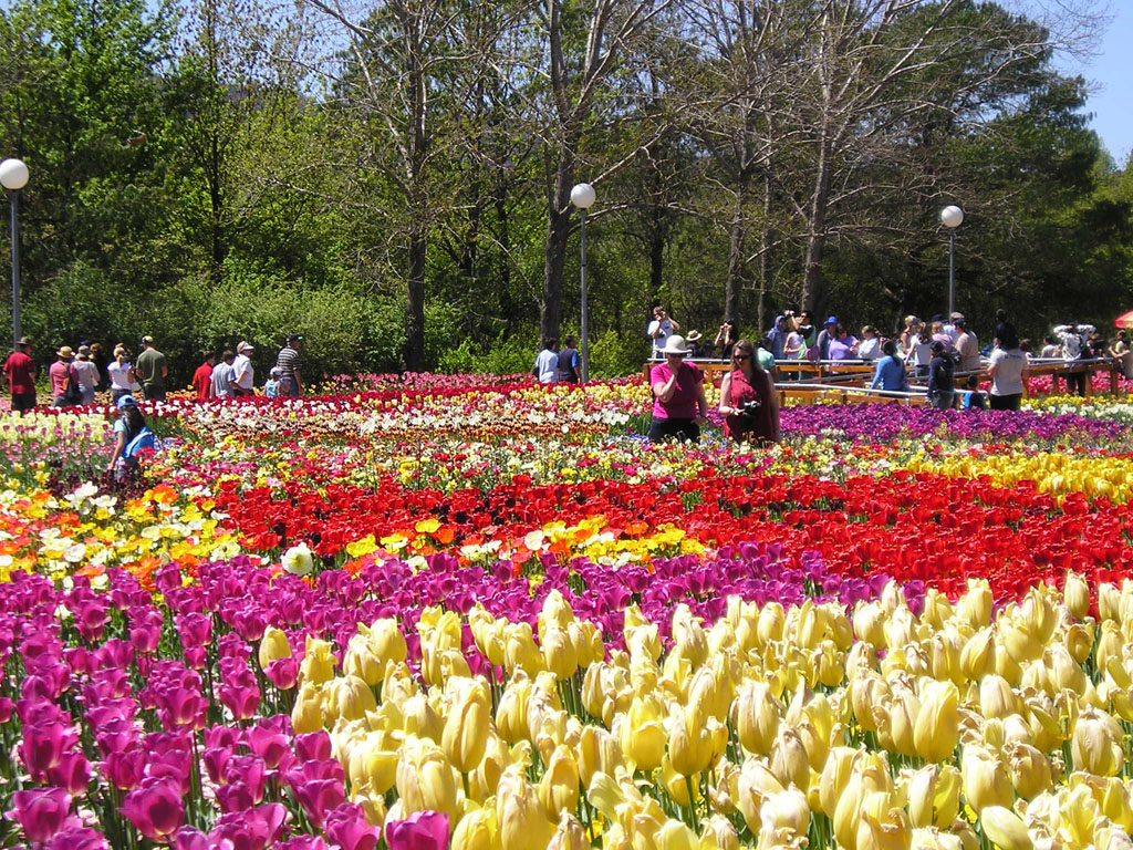 Đà Lạt sẽ tổ chức festival hoa xuyên suốt 3 tháng cuối năm 2022 - 7