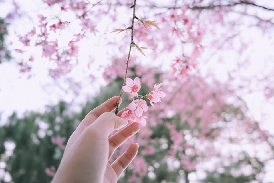 Hoa anh đào đã trở thành biểu tượng văn hóa của Việt Nam. Vào mỗi mùa Xuân, người dân sẽ đến công viên hoặc các vườn hoa để chiêm ngưỡng vẻ đẹp tuyệt vời của loài hoa này. Hãy xem hình ảnh để cảm nhận vẻ đẹp đó.