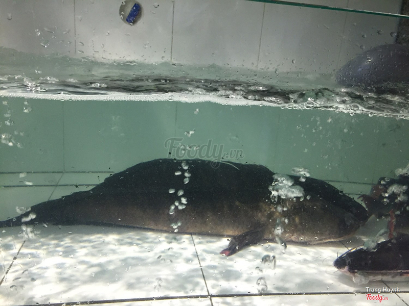 Cá lóc U Minh (trên 5kg)