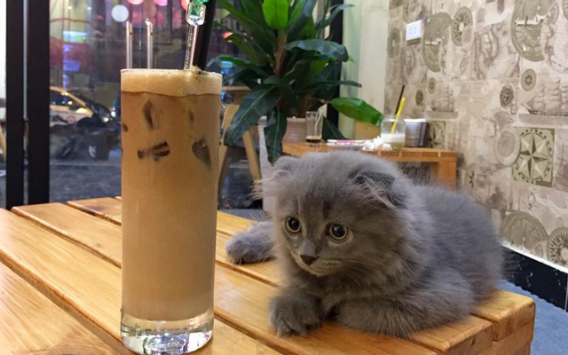 Cafe chó mèo: Một buổi sáng hoặc buổi chiều dành cho cafe với chú chó mèo đem đến cho bạn cảm giác thư thái và niềm hạnh phúc khi được chơi đùa cùng chúng. Xem hình ảnh này để tìm kiếm những quán cafe chó mèo đẹp nhất.