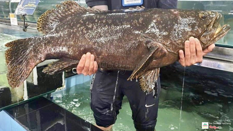 Cá Song Vang 30kg