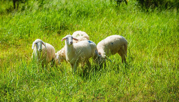 Đồi Cừu Sinh Thái Bưng Riềng