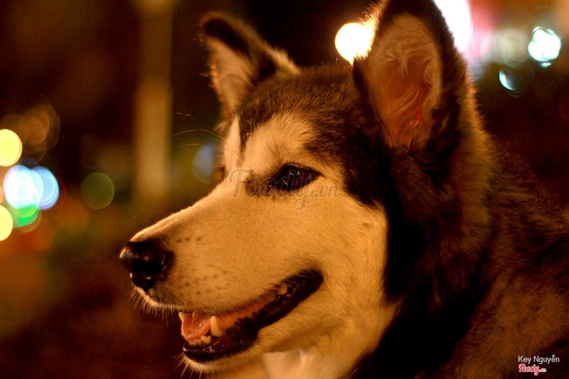Suri, một trong số những chú chó alaska ở Bụi. Đặc biệt nếu cho nó nghe nhạc sàn nó sẽ nhún và hú =))