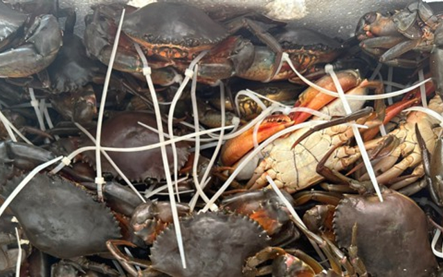 BIN Crab - Phan Đình Phùng