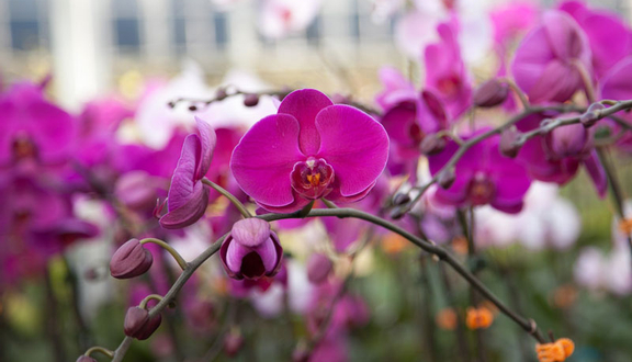 Minh Lan Orchids - Shop Hoa Lan