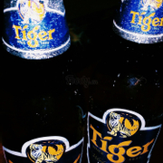 Bia tiger 
