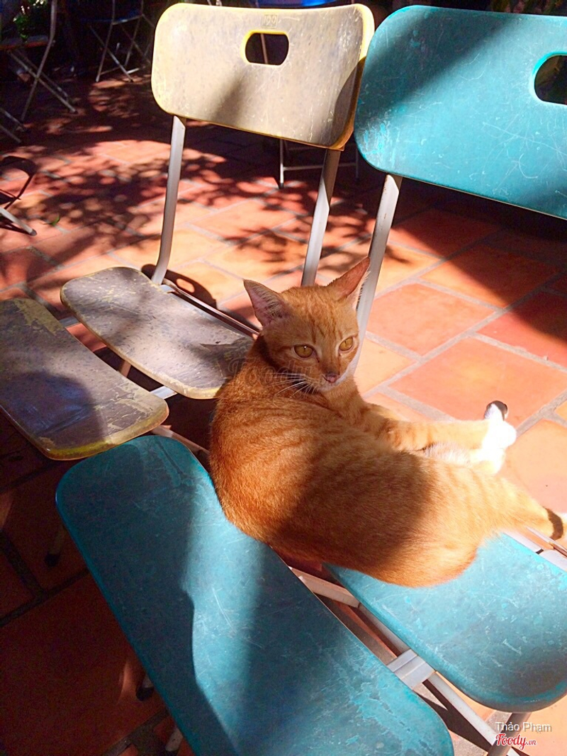 Mèo sưởi nắng