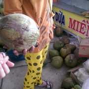 dừa sáp 150k/trái