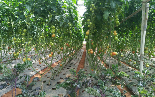 Giant Pumpkin Garden - Khu Vườn Bí Ngô Khổng Lồ