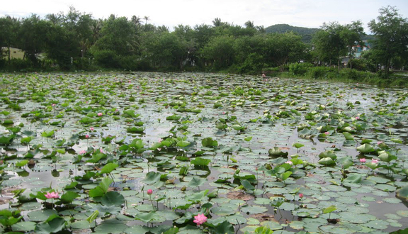 Hồ Tân Trung
