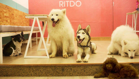Ritdo - Pet Cafe & Spa