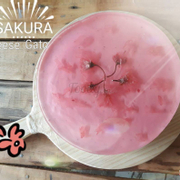 Sakura Cheese Gato
Giá: 33.000 / miếng
360.000 / ổ 20cm