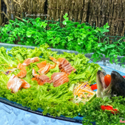 Sashimi cá hồi