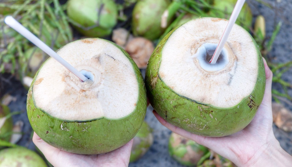 48 Hình ảnh cây dừa đẹp mộc mạc giản dị và ý nghĩa