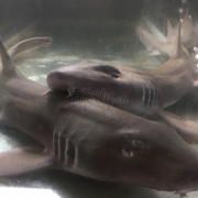 Cá mập baby 450k/kg