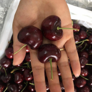 Cherry đỏ Mỹ size 8.5