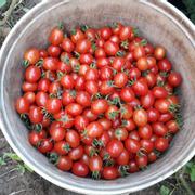 Cà chua siêu ngọt: 28.000/ 300g
