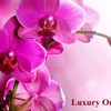 Luxury  Orchid